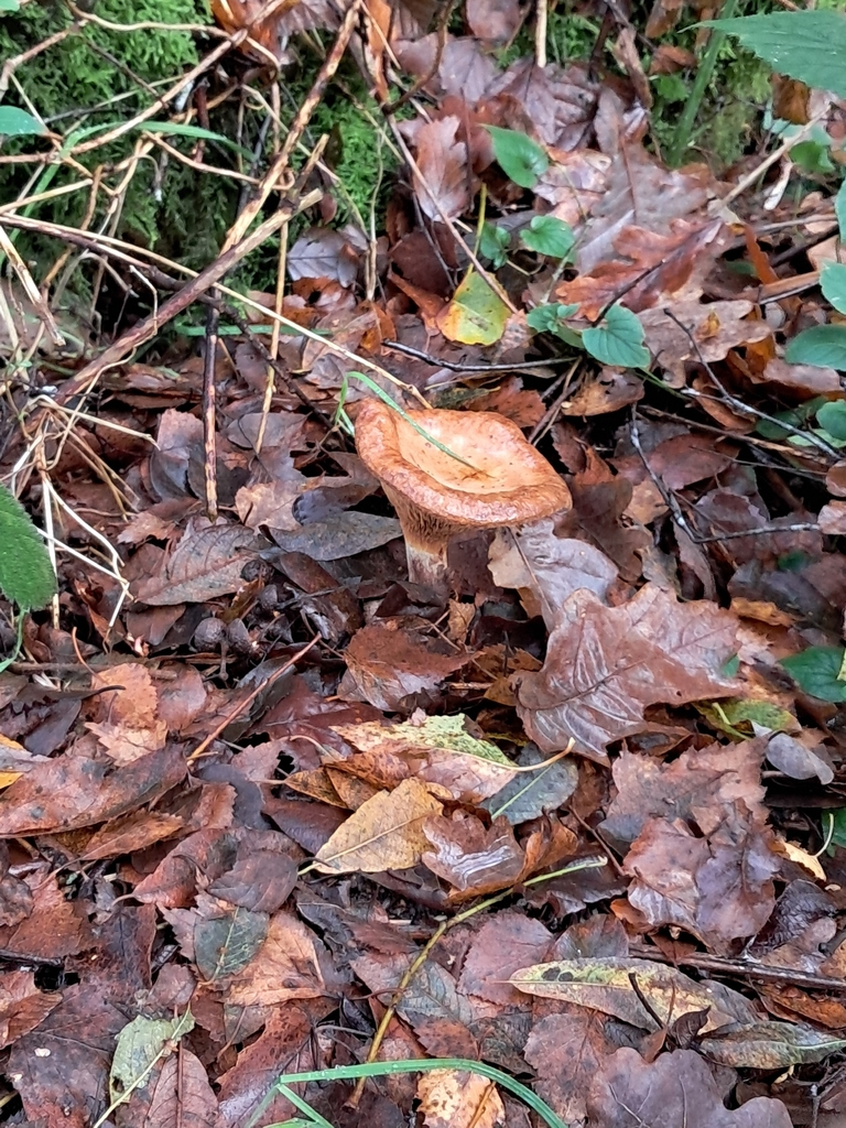 Paxillus involutus · November 2025 · photo: © a-hill (iNaturalist, cc0)