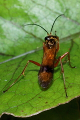 Sphictostethus fugax