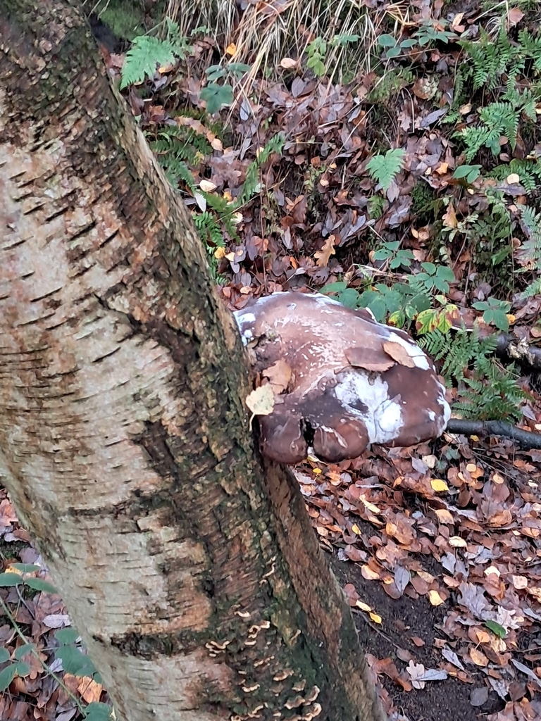 Fomitopsis betulina · November 2025 · photo: © a-hill (iNaturalist, cc0)