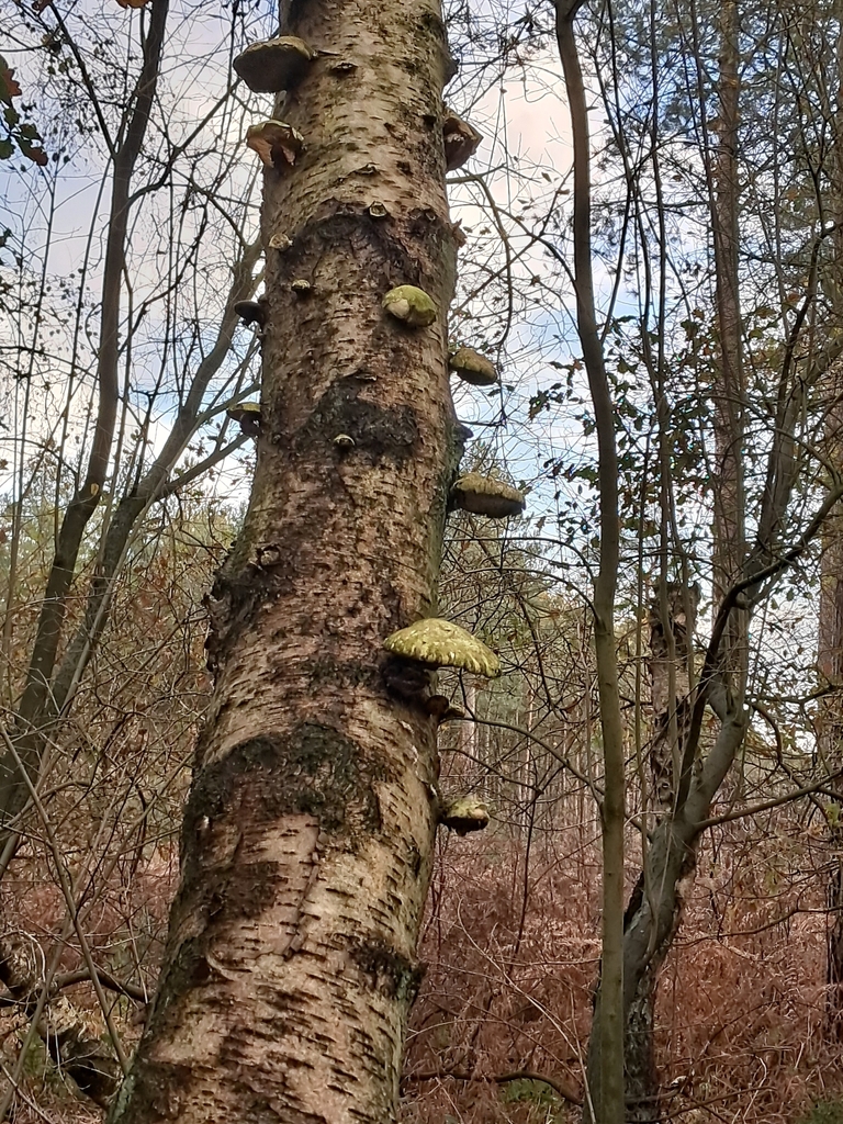Fomitopsis betulina · November 2025 · photo: © a-hill (iNaturalist, cc0)