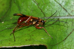 Sphictostethus fugax