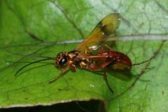 Sphictostethus fugax