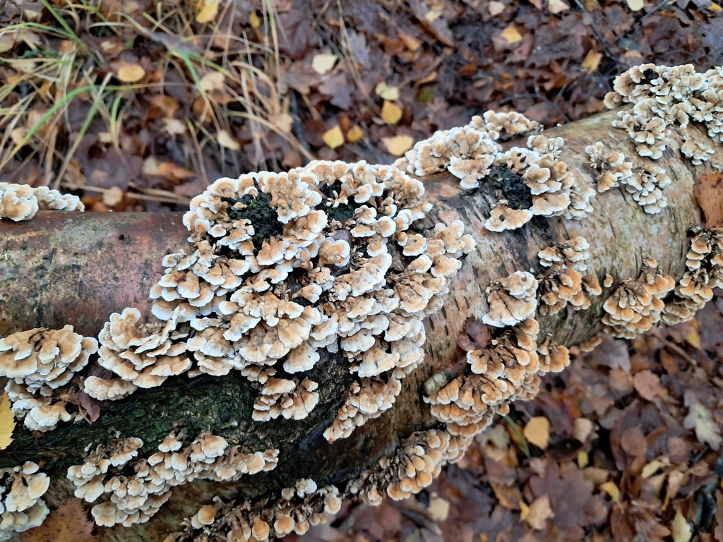 Plicatura crispa · November 2025 · photo: © a-hill (iNaturalist, cc0)