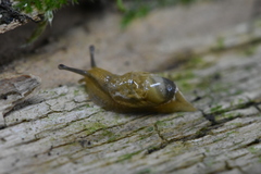 Drusia ibera