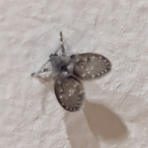 Unknown species found near Hutchinson Island, Savannah, GA, USA