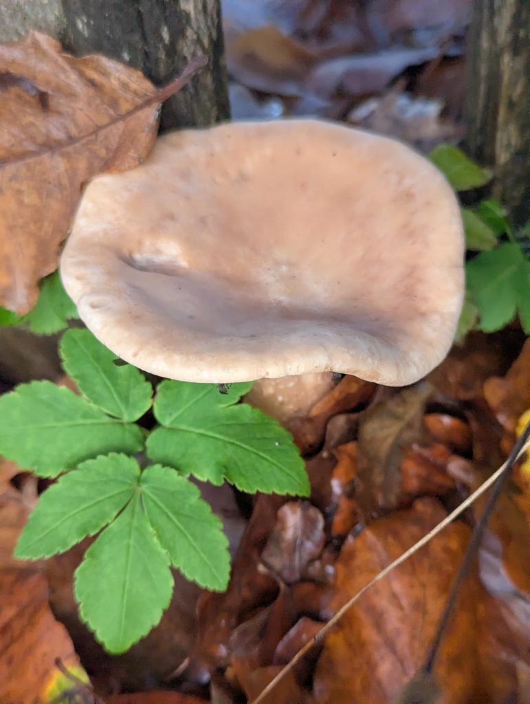 Infundibulicybe geotropa · November 2025 · photo: © pilmar (iNaturalist, cc0)