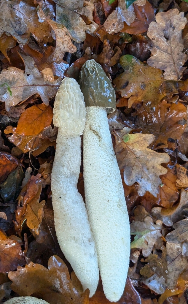 Phallus impudicus · November 2025 · photo: © pilmar (iNaturalist, cc0)