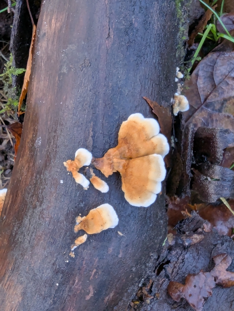 Plicatura crispa · November 2025 · photo: © pilmar (iNaturalist, cc0)