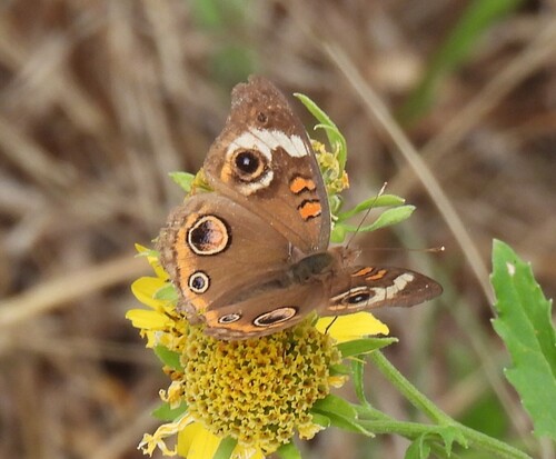 Common Buckeye