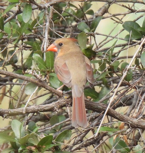 Northern Cardinal