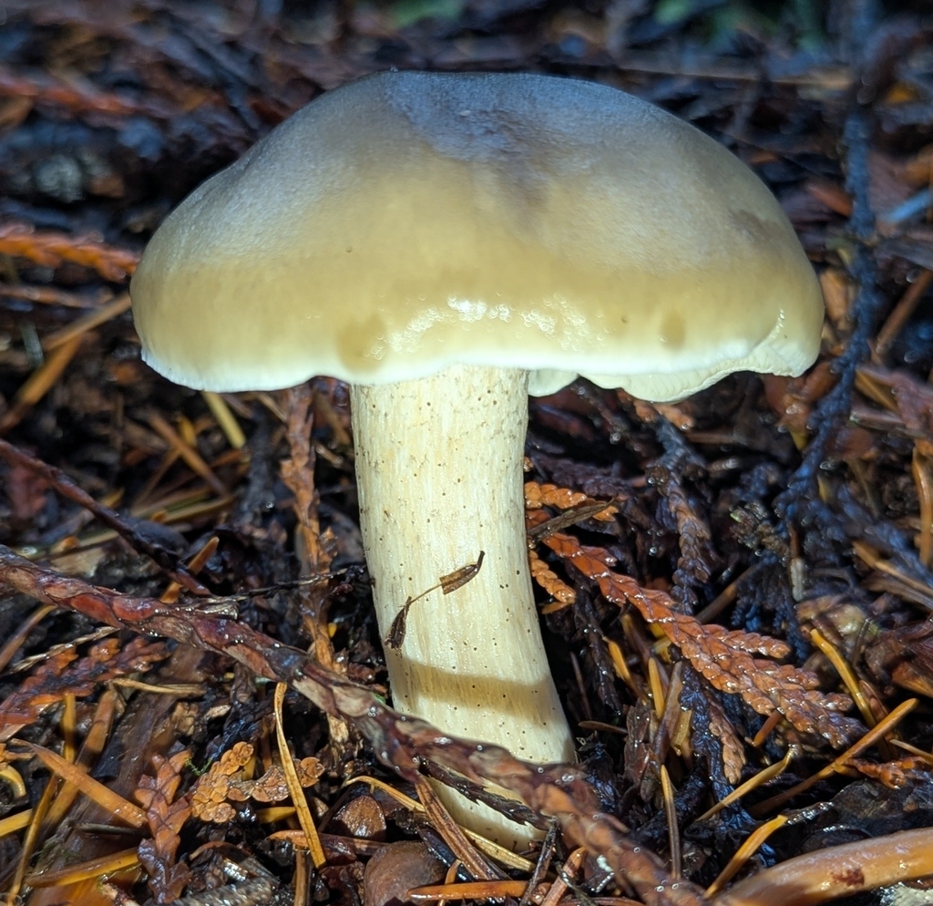 Tricholoma saponaceum · November 2025 · photo: © benkeen (iNaturalist, cc0)