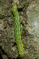 Austramathes purpurea