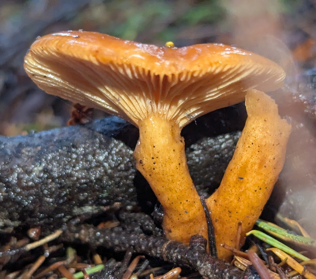 Lactarius luculentus