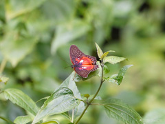 Cethosia myrina