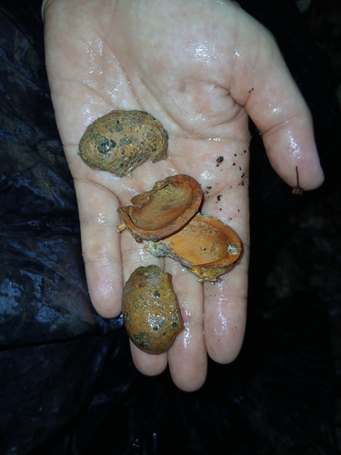 Hevea guianensis, 2025-11-22