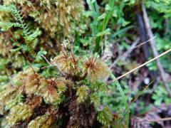 Mniodendron colensoi