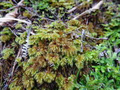 Mniodendron colensoi