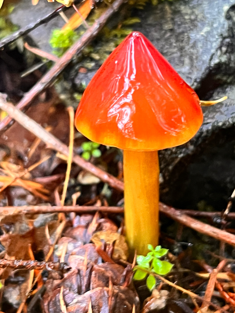 Hygrocybe singeri · November 2025 · photo: © ceuthophilus (iNaturalist, cc-by)
