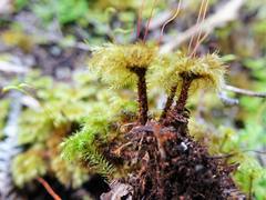 Mniodendron colensoi