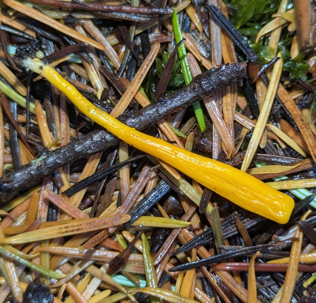 Clavulinopsis laeticolor · November 2025 · photo: © benkeen (iNaturalist, cc0)