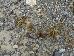 Laminaria digitata