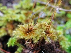 Mniodendron colensoi