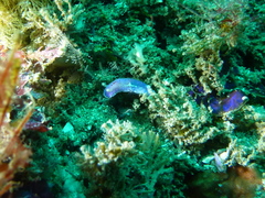 Goniobranchus thompsoni