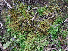 Mniodendron colensoi