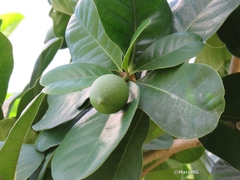 Amphitecna latifolia