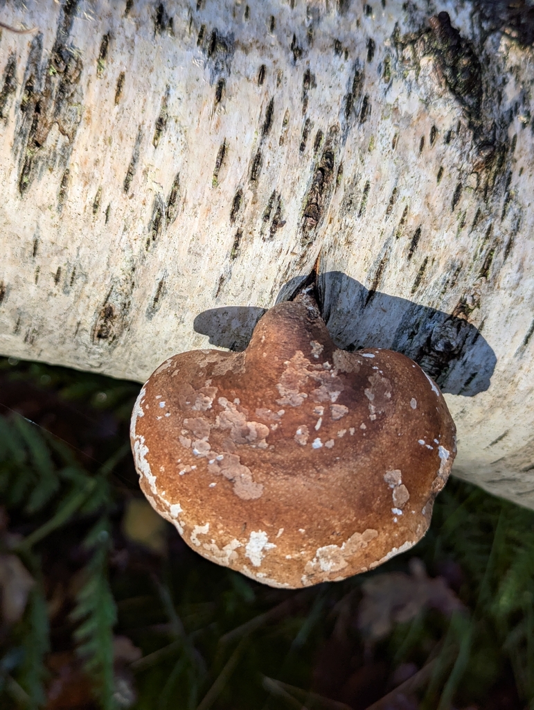 Fomitopsis betulina · November 2025 · photo: © pilmar (iNaturalist, cc0)