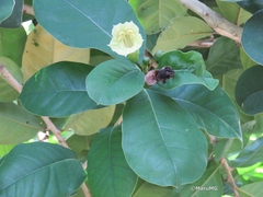 Amphitecna latifolia