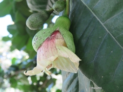 Amphitecna latifolia