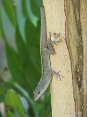Anolis sagrei
