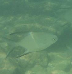 Trachinotus goodei