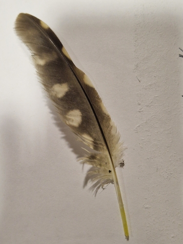 View observation of {o.common_name} on iNaturalist