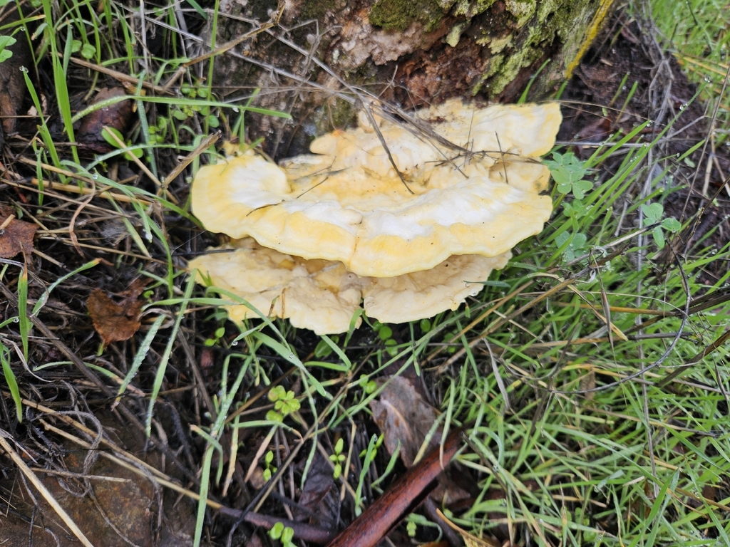 Laetiporus gilbertsonii · November 2025 · photo: © benjamis (iNaturalist, cc0)