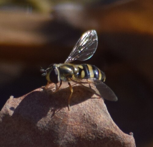 Unknown species found near Centerville, OH, USA