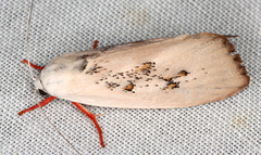 Brachybelistis neomorpha