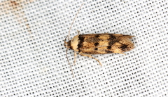 Sphyrelata nefanda
