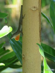 Anolis sagrei