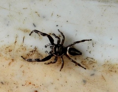 Dendryphantes zygoballoides