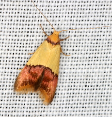 Hemibela oxyptera