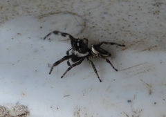 Dendryphantes zygoballoides