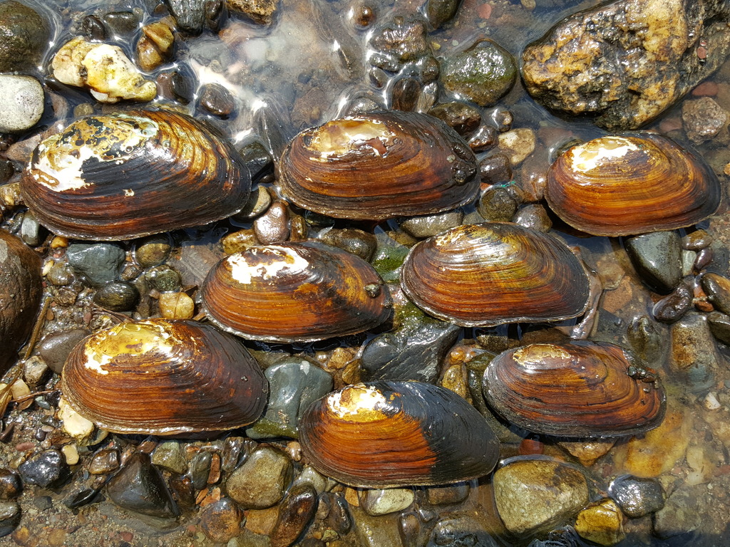 Elliptio