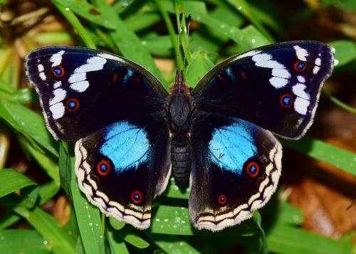 Blue-spot Pansy photo 4