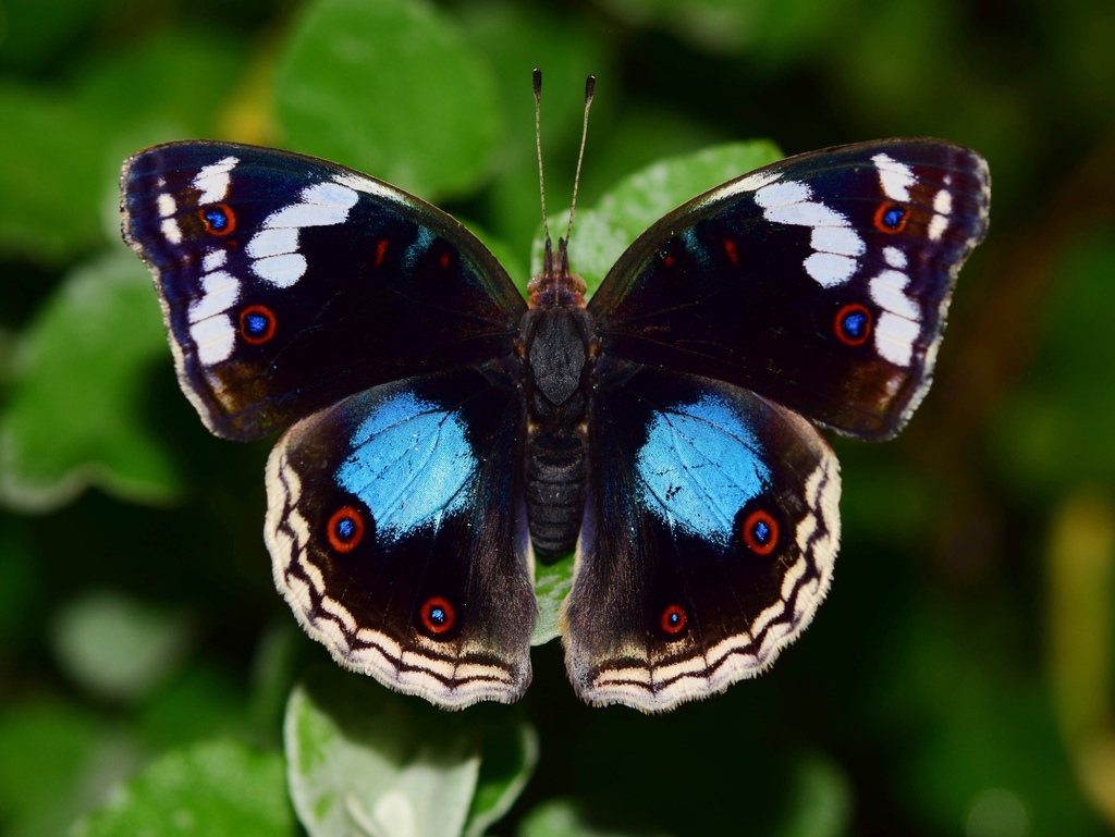 Dark Blue Pansy