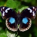 Mainland Dark Blue Pansy - Photo (c) suncana, some rights reserved (CC BY), uploaded by suncana