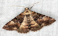 Aporoctena scierodes