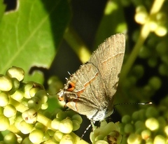 Electrostrymon hugon