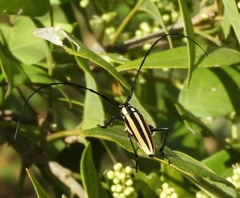 Sphaenothecus trilineatus